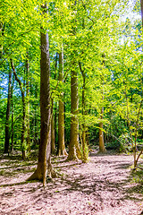 Image showing cypress forest and swamp of Congaree National Park in South Caro