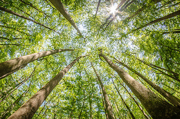 Image showing cypress forest and swamp of Congaree National Park in South Caro