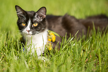 Image showing   black cat playing on green grass lawn