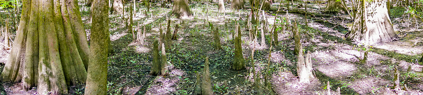 Image showing cypress forest and swamp of Congaree National Park in South Caro