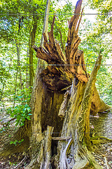 Image showing cypress forest and swamp of Congaree National Park in South Caro