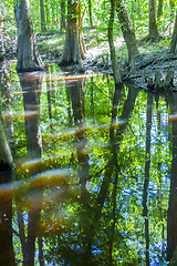 Image showing cypress forest and swamp of Congaree National Park in South Caro