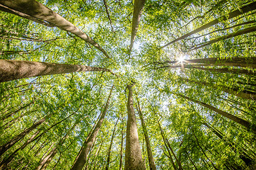 Image showing cypress forest and swamp of Congaree National Park in South Caro