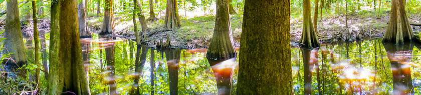 Image showing cypress forest and swamp of Congaree National Park in South Caro