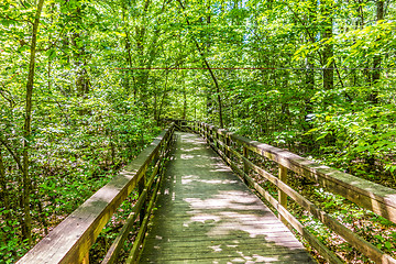 Image showing cypress forest and swamp of Congaree National Park in South Caro