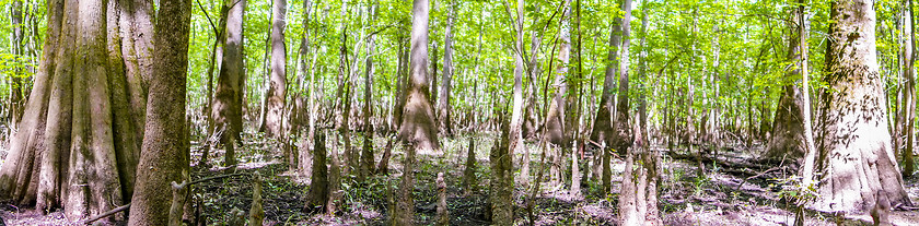 Image showing cypress forest and swamp of Congaree National Park in South Caro