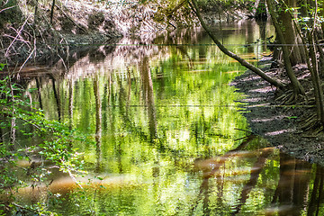 Image showing cypress forest and swamp of Congaree National Park in South Caro