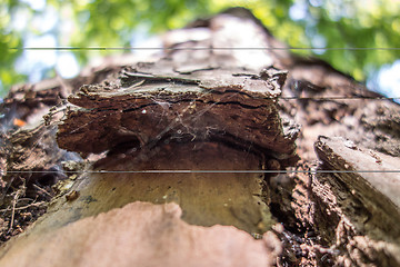 Image showing gian pine tree bark macro