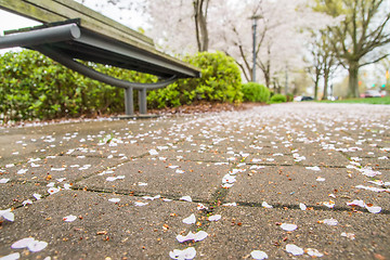 Image showing spring in the park with benches and sidewalk