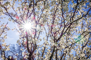 Image showing white cherry blossoms blooming in spring