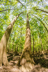 Image showing cypress forest and swamp of Congaree National Park in South Caro