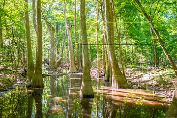 Image showing cypress forest and swamp of Congaree National Park in South Caro