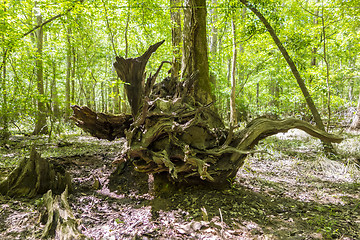 Image showing cypress forest and swamp of Congaree National Park in South Caro