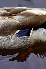 Image showing a part of a duck