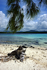 Image showing tree in deus cocos mauritius