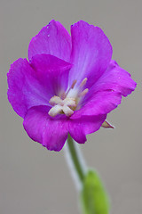 Image showing violet carnation and grey