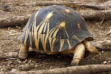 Image showing tortoise in nosy be