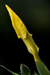 Image showing Iris Pseudacorus