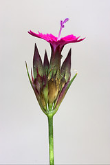 Image showing wild violet carnation  epilobium parviflorum in white