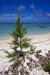 Image showing bush in mauritius beach