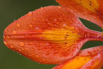Image showing orizontal lily