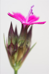 Image showing wild violet carnation  in white