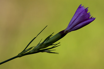 Image showing violet carnation wild sylvestris