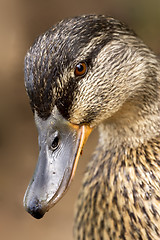 Image showing eye of a duck