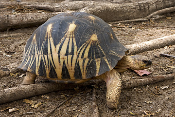 Image showing  turtle in madagascar