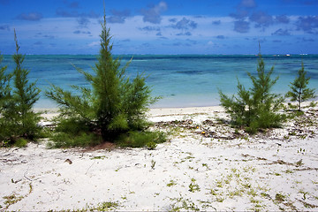 Image showing bush in a beach in mauritius