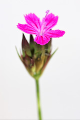 Image showing wild violet carnation  epilobium