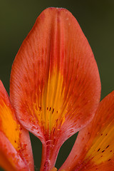 Image showing red lily