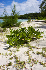 Image showing ile du cerfs