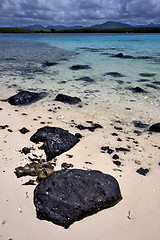 Image showing deus cocos in mauritius