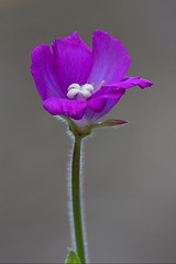 Image showing violet carnation in grey