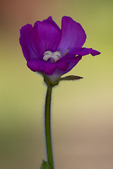 Image showing violet carnation in the colors