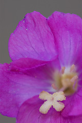 Image showing  carnation wild violet 