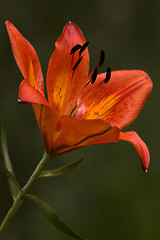 Image showing a lily in a garden