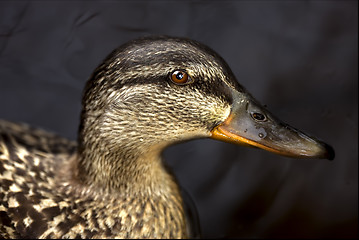 Image showing a duck in the black