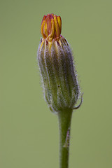 Image showing little flower and green