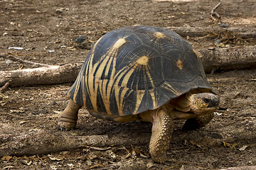 Image showing turtle in earth