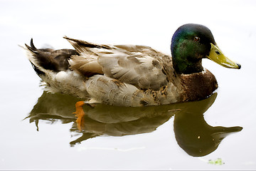 Image showing white lake brown duck