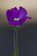 Image showing violet carnation  in grey and brown