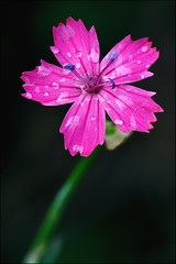 Image showing wild violet carnation   parviflorum  epilobium