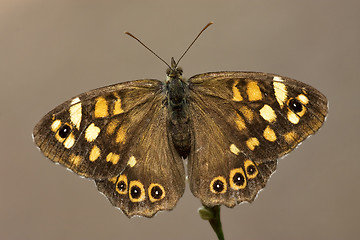 Image showing brown butterfly