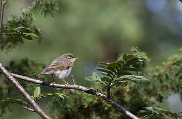 Image showing warbler