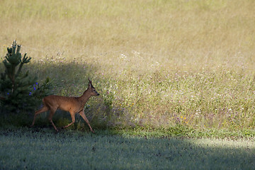 Image showing roebuck