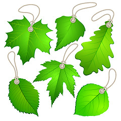 Image showing Hanging vector tags with green leaves.