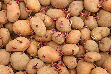 Image showing Pile of potato tubers germinated sprouts