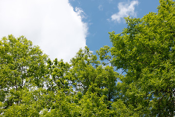 Image showing Ash tree crowns